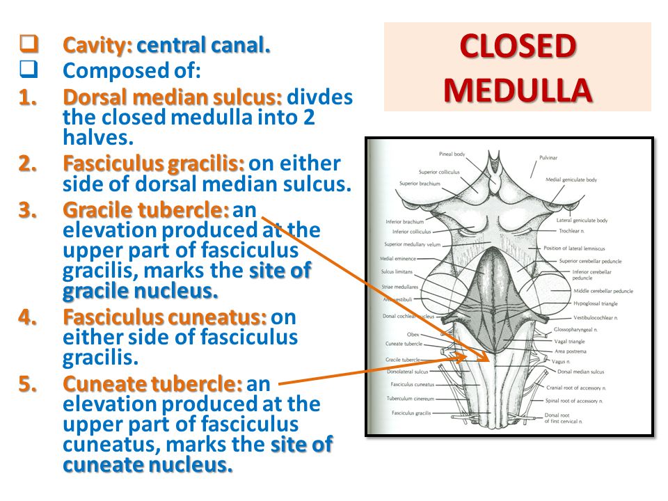 BRAIN STEM EXTERNAL FEATURES ppt video online download